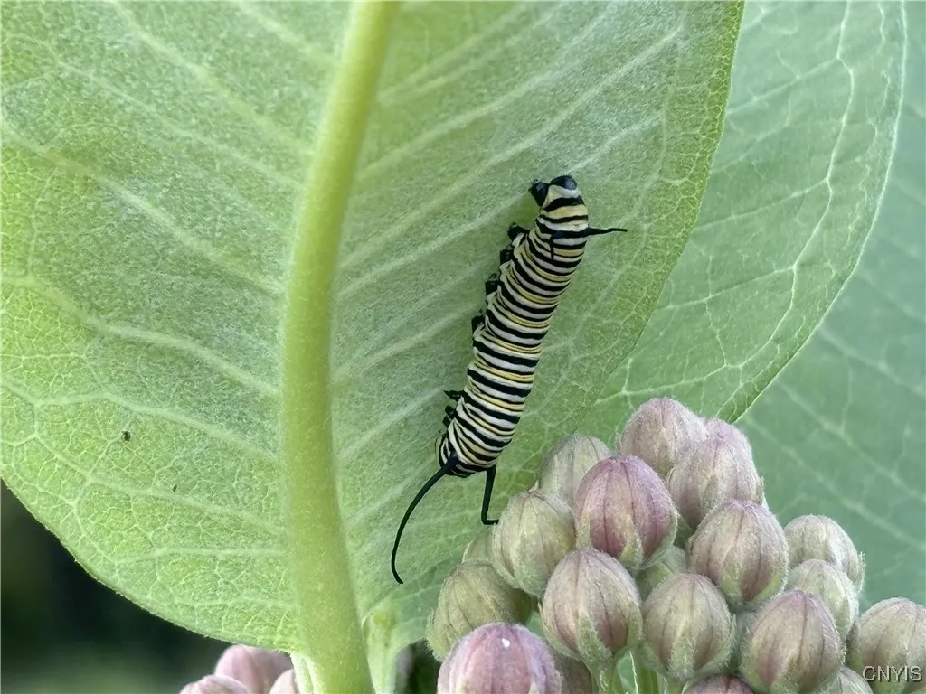 169 Richardson Road, Mexico, New York 13131, Mexico, New York 13131, 2 Bedrooms Bedrooms, 6 Rooms Rooms,1 BathroomBathrooms,Residential,Closed,169 Richardson Road, Mexico, New York 13131,0,S1630008