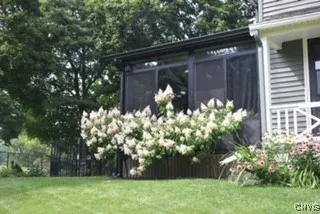blooms in the side yard