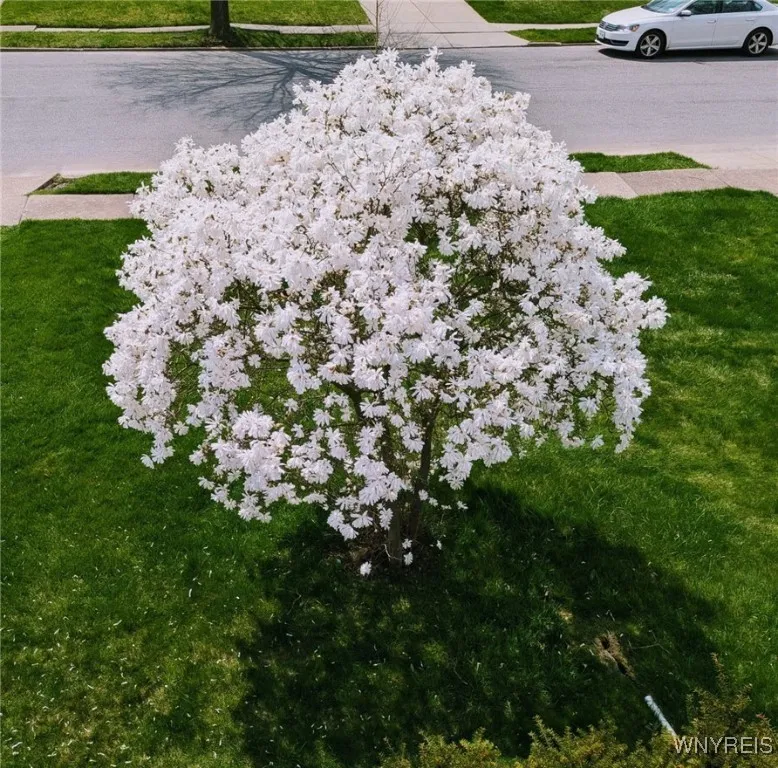 384 Knowlton Avenue, Tonawanda, New York 14217, Tonawanda, New York 14217, 3 Bedrooms Bedrooms, 7 Rooms Rooms,1 BathroomBathrooms,Residential,Closed,384 Knowlton Avenue, Tonawanda, New York 14217,0,B1627380