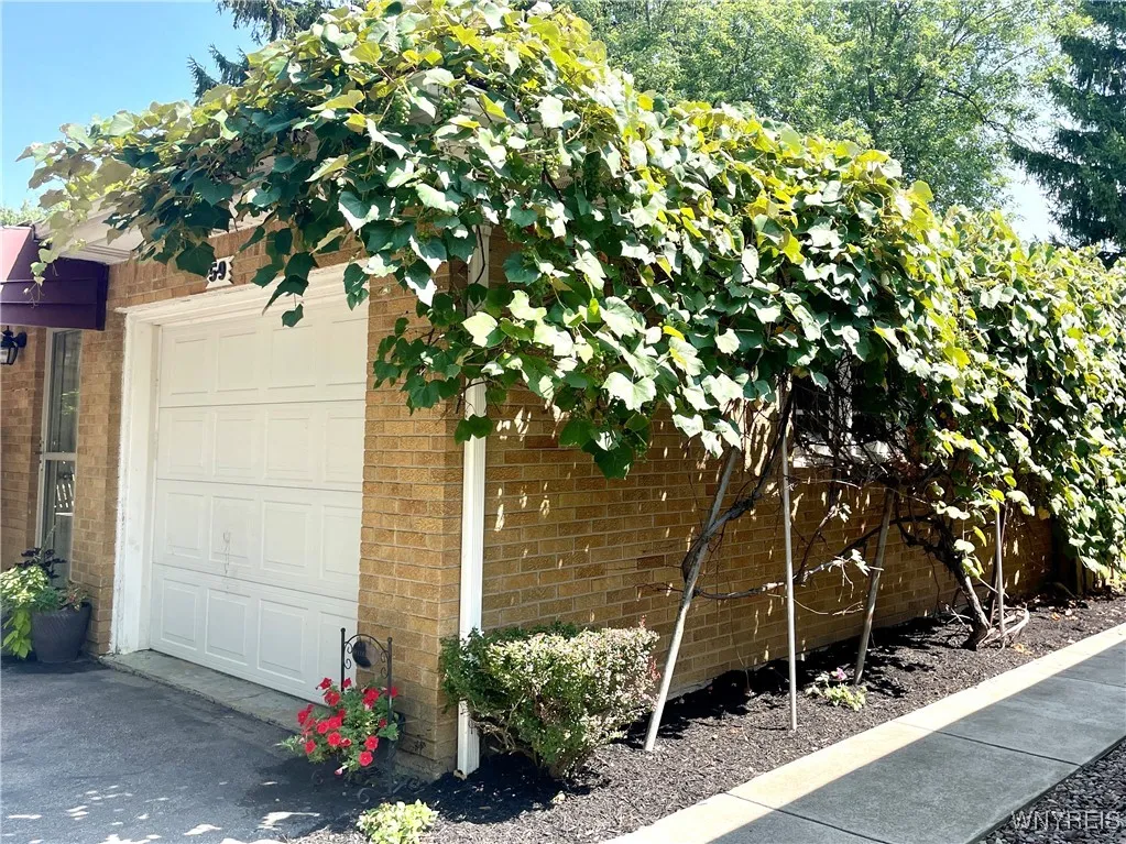 Grape Vines