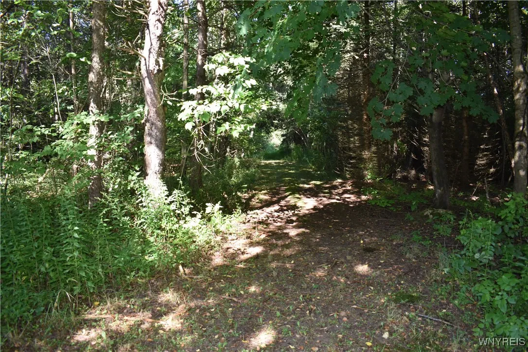 9190 Ball Road, Otto, New York 14719, Otto, New York 14719, ,Land,For Sale,9190 Ball Road, Otto, New York 14719,B1632965
