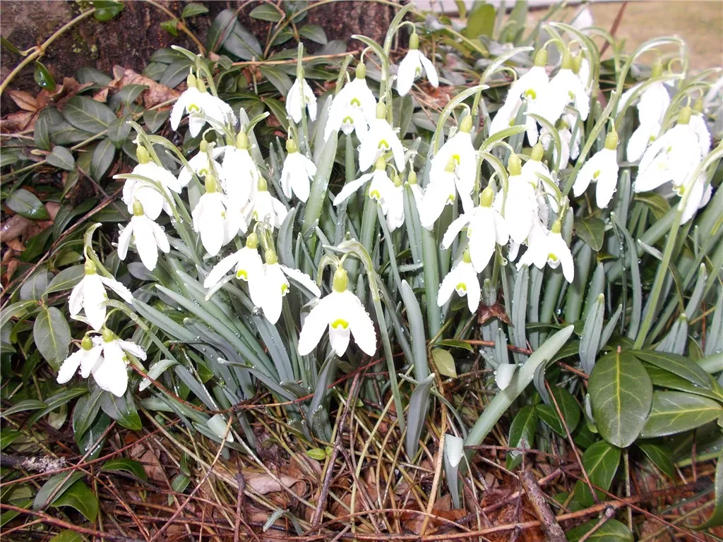 Flowers