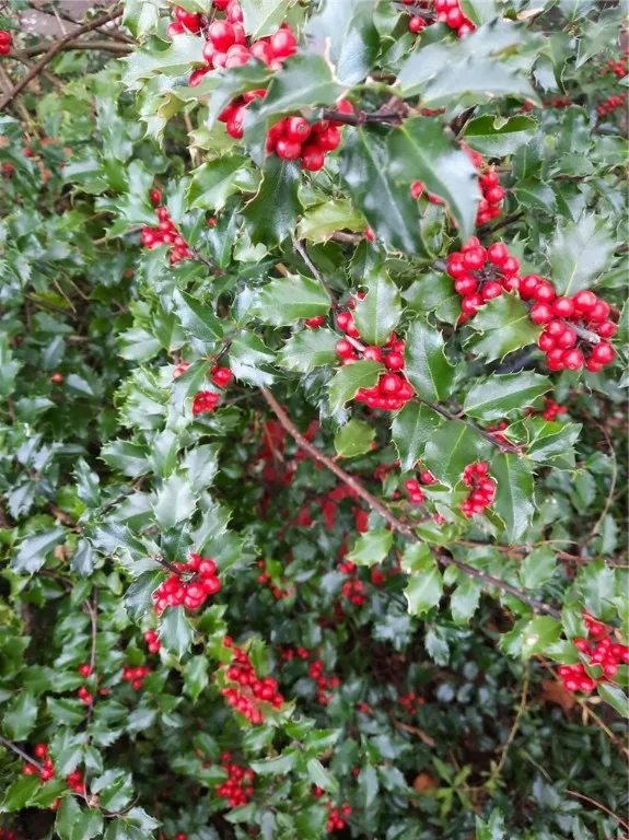 Shrubs