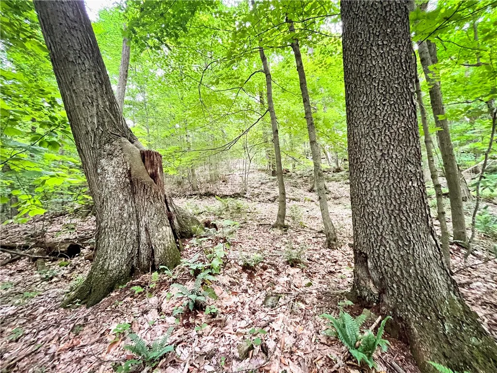 6754 West Hollow Road, South Bristol, New York 145, South Bristol, New York 14512, 1 Bedroom Bedrooms, ,1 BathroomBathrooms,Land,Closed,6754 West Hollow Road, South Bristol, New York 145,0,R1633784