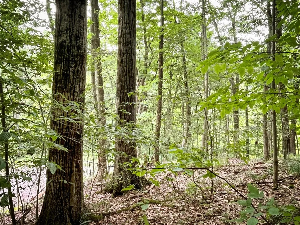 6754 West Hollow Road, South Bristol, New York 145, South Bristol, New York 14512, 1 Bedroom Bedrooms, ,1 BathroomBathrooms,Land,Closed,6754 West Hollow Road, South Bristol, New York 145,0,R1633784