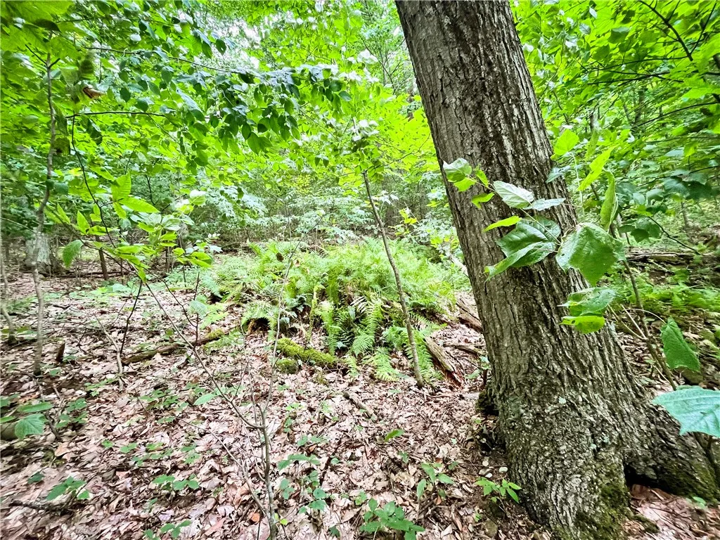 6754 West Hollow Road, South Bristol, New York 145, South Bristol, New York 14512, 1 Bedroom Bedrooms, ,1 BathroomBathrooms,Land,Closed,6754 West Hollow Road, South Bristol, New York 145,0,R1633784