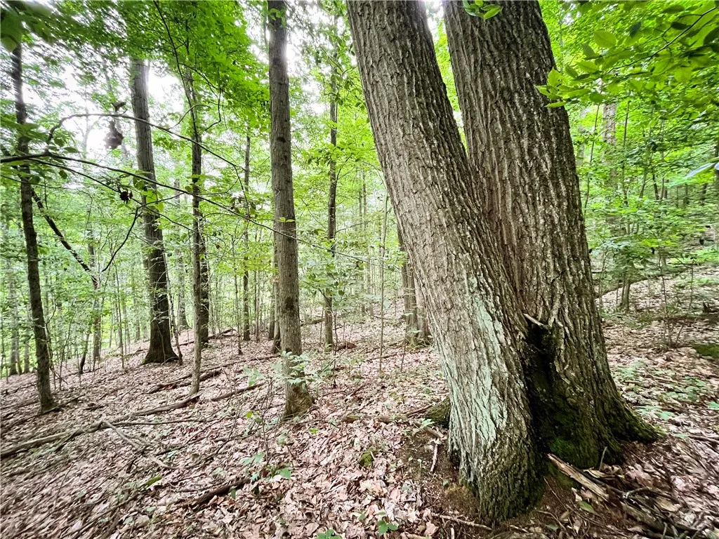 6754 West Hollow Road, South Bristol, New York 145, South Bristol, New York 14512, 1 Bedroom Bedrooms, ,1 BathroomBathrooms,Land,Closed,6754 West Hollow Road, South Bristol, New York 145,0,R1633784