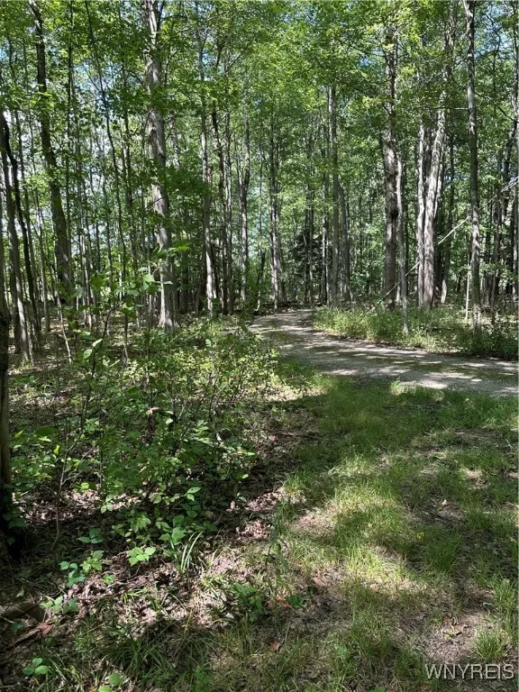 Roadway through the wooded land