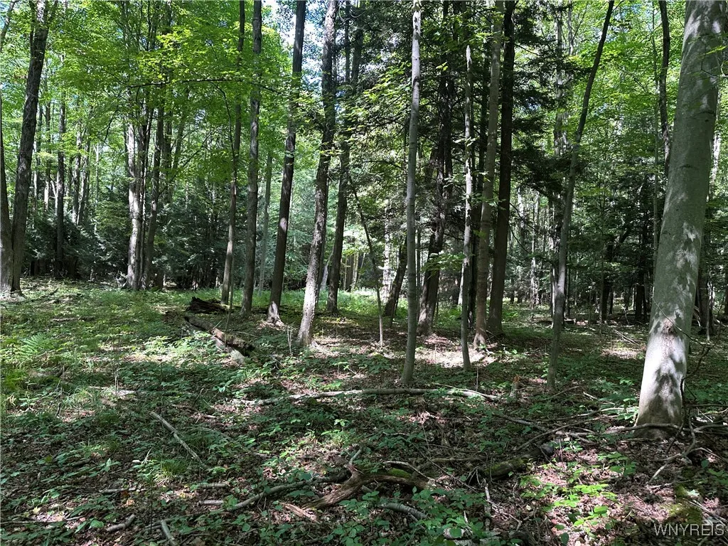 View of the wooded property