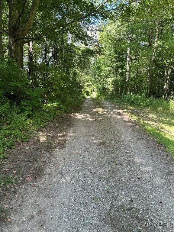 The gravel road leading to the cabin.