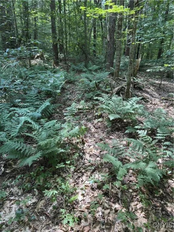 Hall Road, Russia, New York 13324, Russia, New York 13324, ,Land,For Sale,Hall Road, Russia, New York 13324,0,S1634420