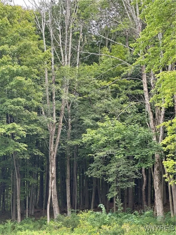 Heavily Wooded Lot