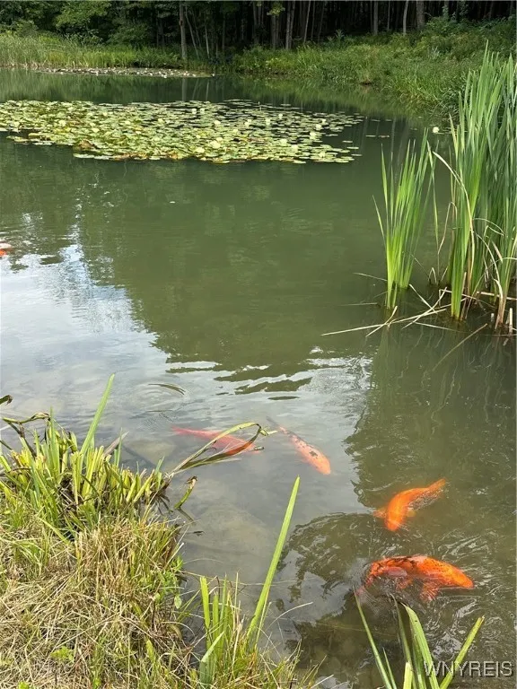 Koi & Bass in Pond