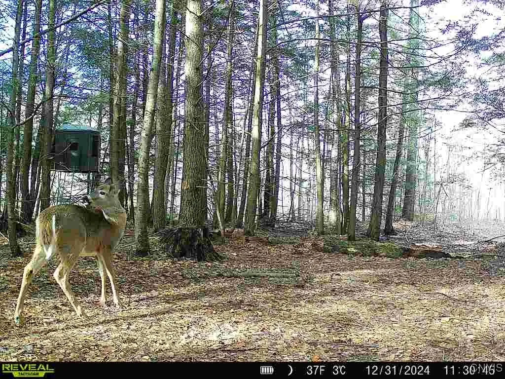 196 Butterfield Road, Lisle, New York 13835, Lisle, New York 13835, ,Land,Closed,196 Butterfield Road, Lisle, New York 13835,0,S1635299
