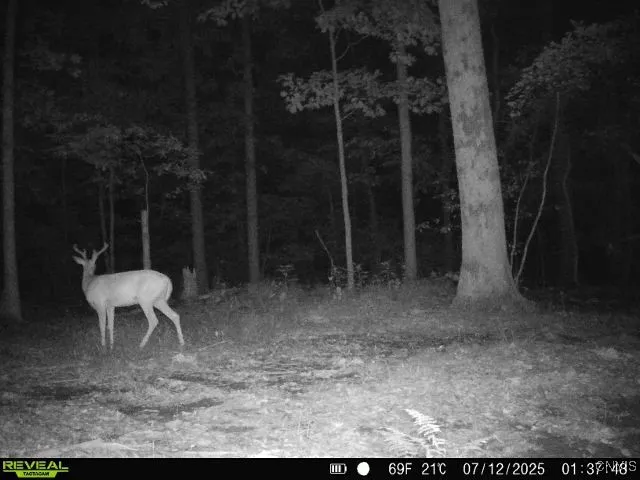 196 Butterfield Road, Lisle, New York 13835, Lisle, New York 13835, ,Land,Closed,196 Butterfield Road, Lisle, New York 13835,0,S1635299