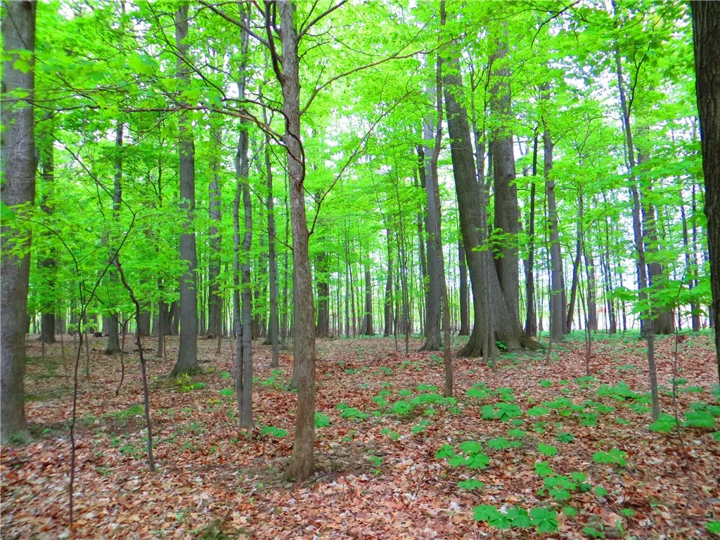 NEARBY MENDON PONDS PARK