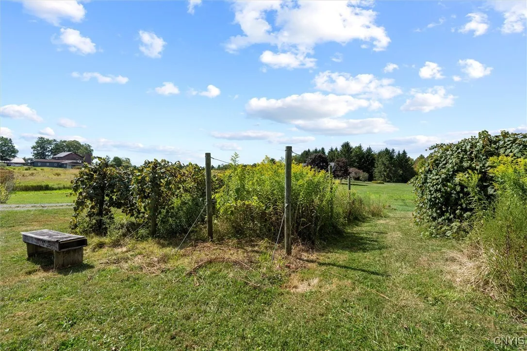 Gardens with asparagus and grapes
