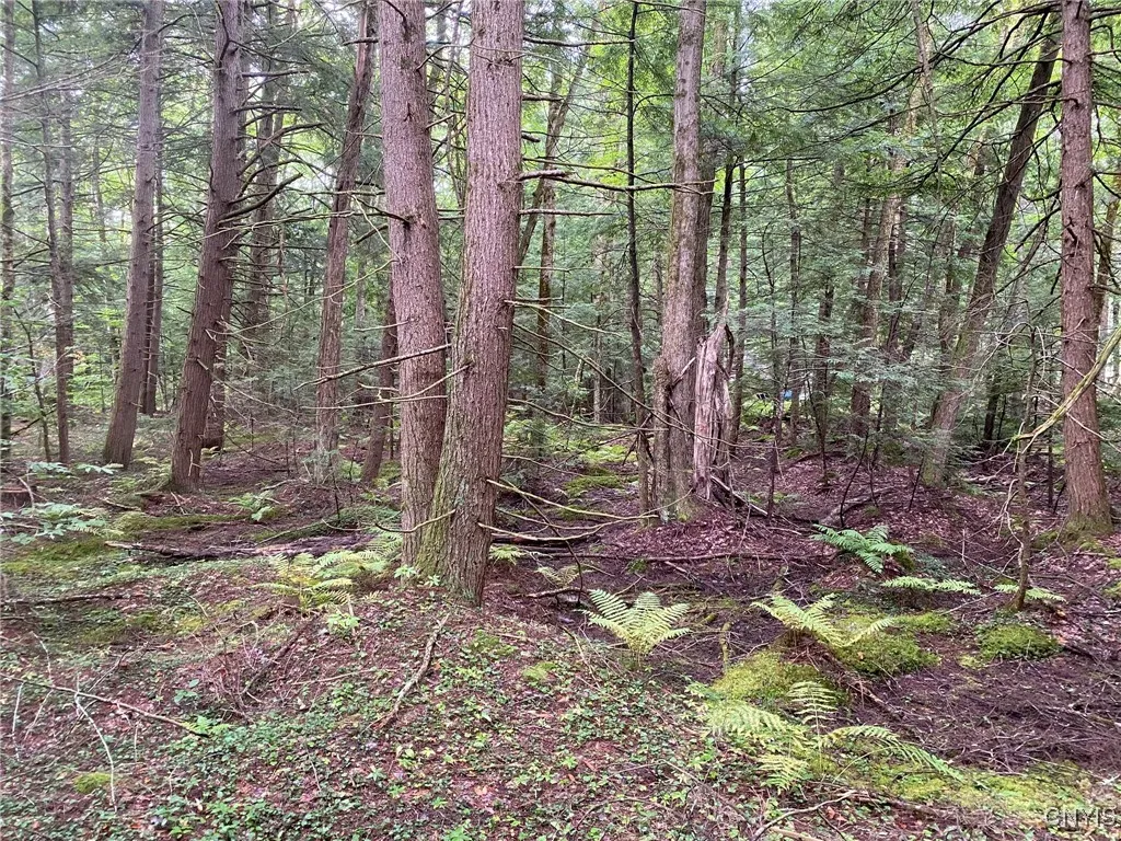 Hemlock & Red Maple