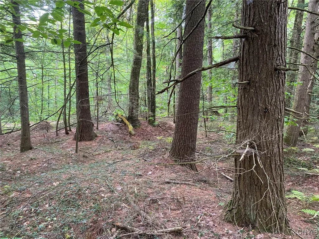 Hemlock, Pine & Cherry