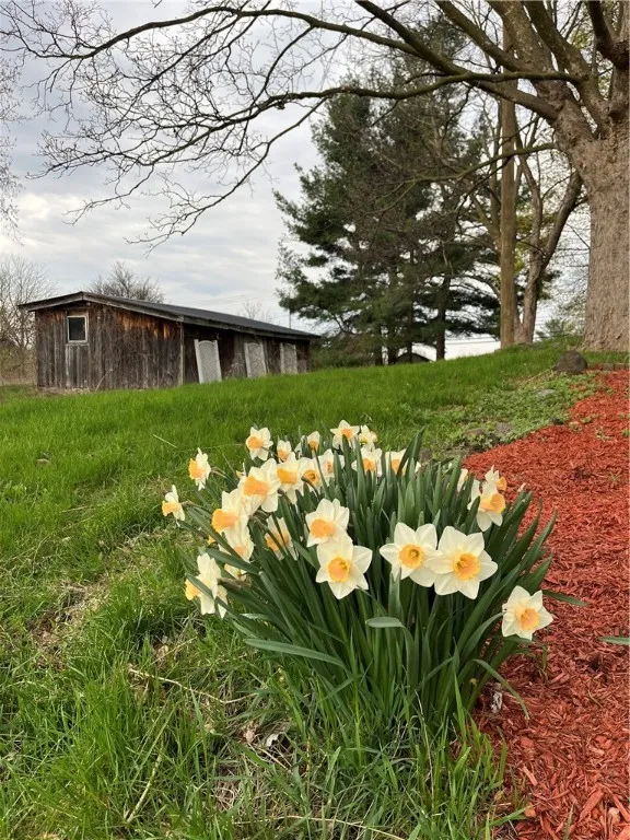 Daffodils in the Spring with a view of the shed on the propery\'s beautiful landscape