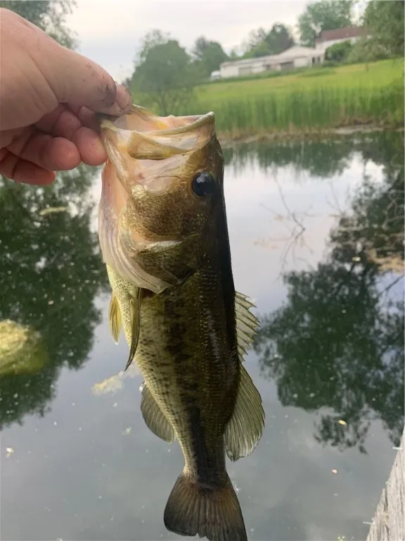 11 Old Brook Trail, Mendon, New York 14472, Mendon, New York 14472, 4 Bedrooms Bedrooms, 11 Rooms Rooms,4 BathroomsBathrooms,Residential,Closed,11 Old Brook Trail, Mendon, New York 14472,0,R1636847