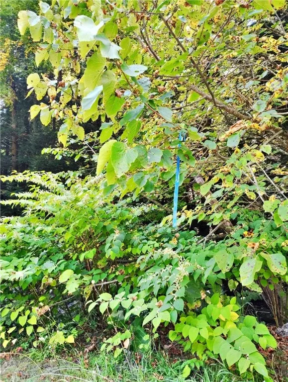 blue marker tape indicating approximate property line