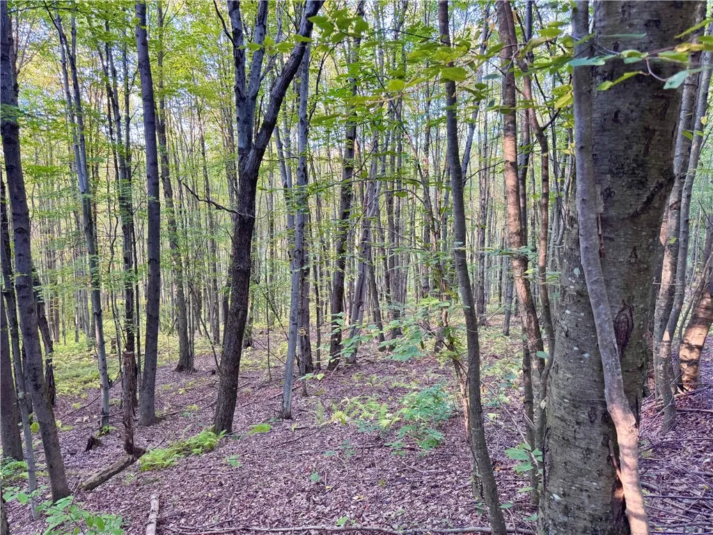0 Campbell Road, Franklin, New York 13775, Franklin, New York 13775, ,Land,For Sale,0 Campbell Road, Franklin, New York 13775,0,R1634437
