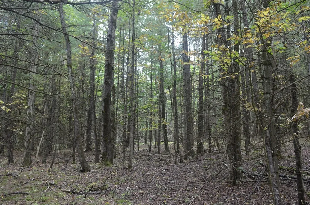 330 Tallow Hill Road, Spencer, New York 14883, Spencer, New York 14883, ,Land,For Sale,330 Tallow Hill Road, Spencer, New York 14883,0,R1639317