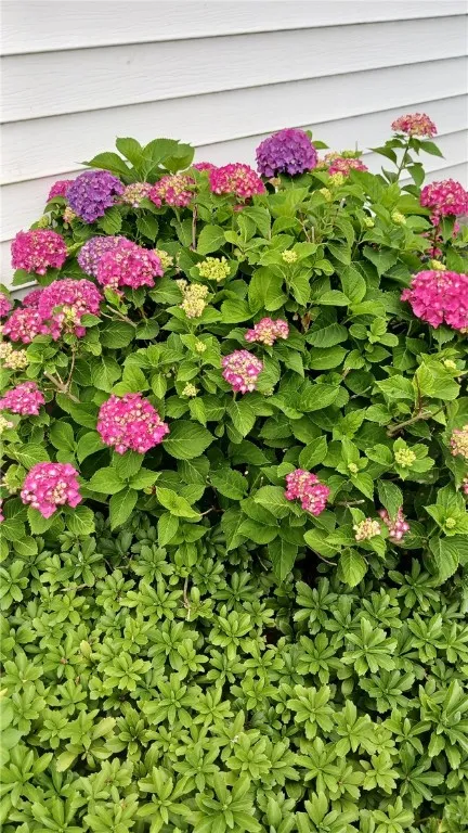 603 Roosevelt Road, Pittsford, New York 14445, Pittsford, New York 14445, 3 Bedrooms Bedrooms, 7 Rooms Rooms,2 BathroomsBathrooms,Residential,Closed,603 Roosevelt Road, Pittsford, New York 14445,0,R1641704