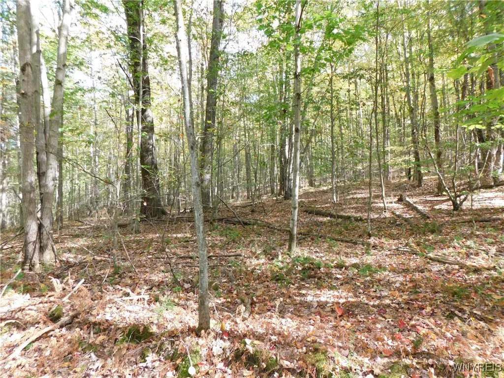 8005 Johnson Hill Road 2, Clarksville, New York 14, Clarksville, New York 14715, 1 Bedroom Bedrooms, ,Land,For Sale,8005 Johnson Hill Road 2, Clarksville, New York 14,0,B1642673 8005 Johnson Hill Road 2, Clarksville, New York 14, Clarksville, New York 14715, 1 Bedroom Bedrooms, ,Land,For Sale,8005 Johnson Hill Road 2, Clarksville, New York 14,0,B1642673