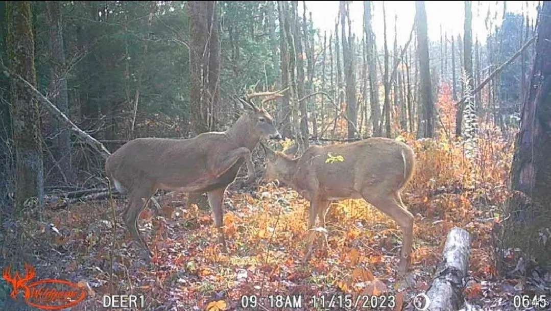 1753 State Route 13, Albion, New York 13302, Albion, New York 13302, 2 Bedrooms Bedrooms, 6 Rooms Rooms,2 BathroomsBathrooms,Residential,For Sale,1753 State Route 13, Albion, New York 13302,0,S1642791