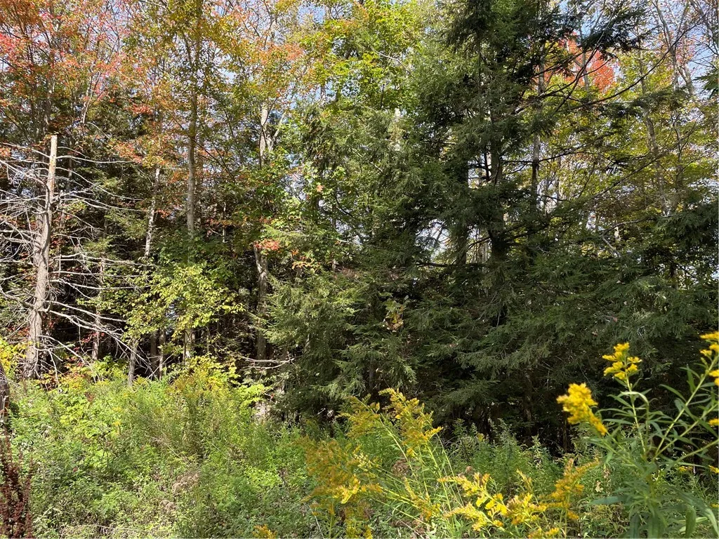 421 Welch Road, Blenheim, New York 12167, Blenheim, New York 12167, ,Land,For Sale,421 Welch Road, Blenheim, New York 12167,0,R1642184