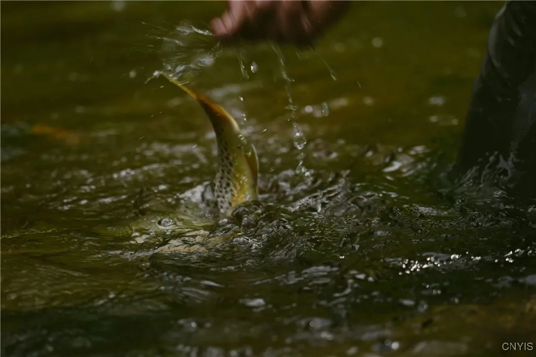 9830 Coal Hill Road, Annsville, New York 13471, Annsville, New York 13471, ,Land,For Sale,9830 Coal Hill Road, Annsville, New York 13471,0,S1643608