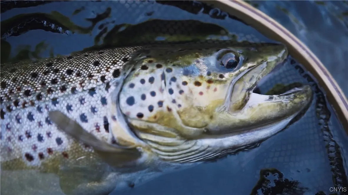 9830 Coal Hill Road, Annsville, New York 13471, Annsville, New York 13471, ,Land,For Sale,9830 Coal Hill Road, Annsville, New York 13471,0,S1643608