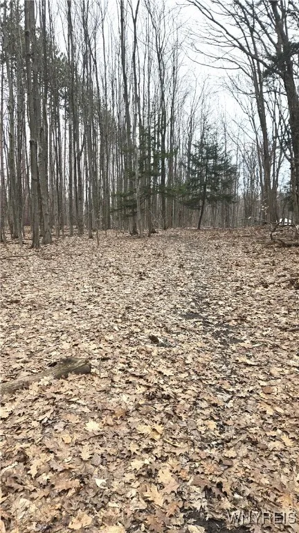Path in the woods