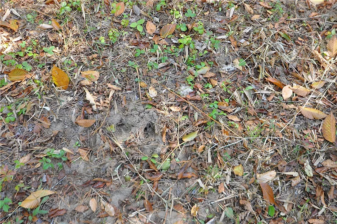 2791 County Route 17, Williamstown, New York 13493, Williamstown, New York 13493, 1 Room Rooms,Land,For Sale,2791 County Route 17, Williamstown, New York 13493,0,S1645046