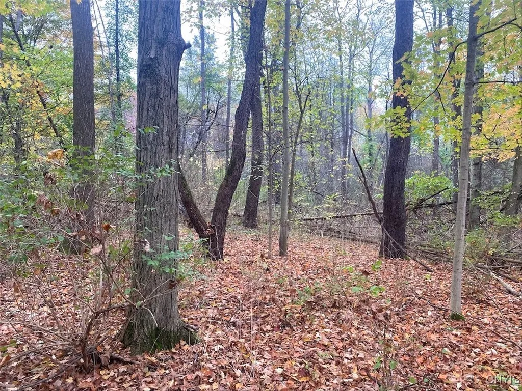 Bull Road, Burns, New York 14807, Burns, New York 14807, ,Land,For Sale,Bull Road, Burns, New York 14807,0,S1645444