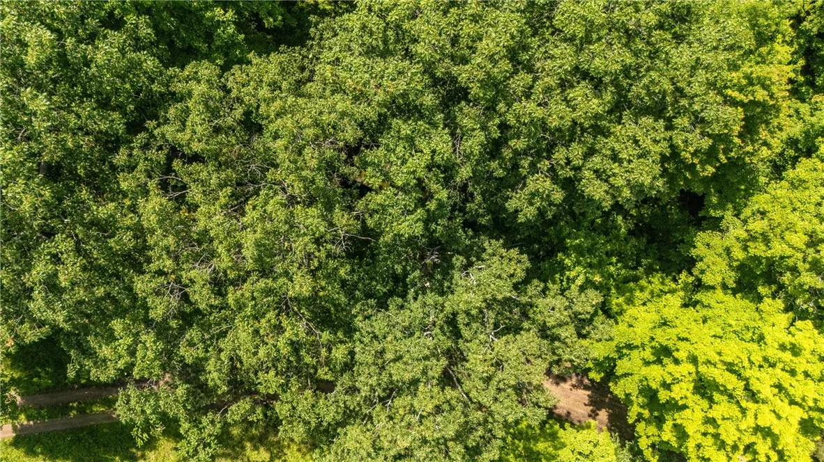Heavily wooded property.