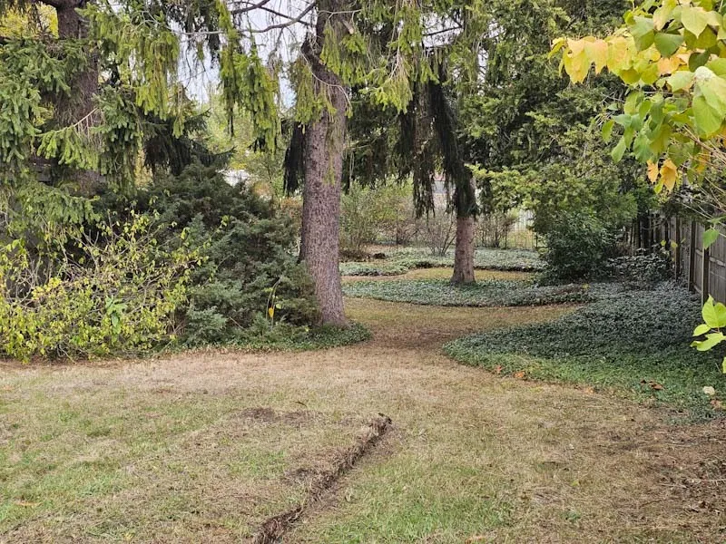Back yard