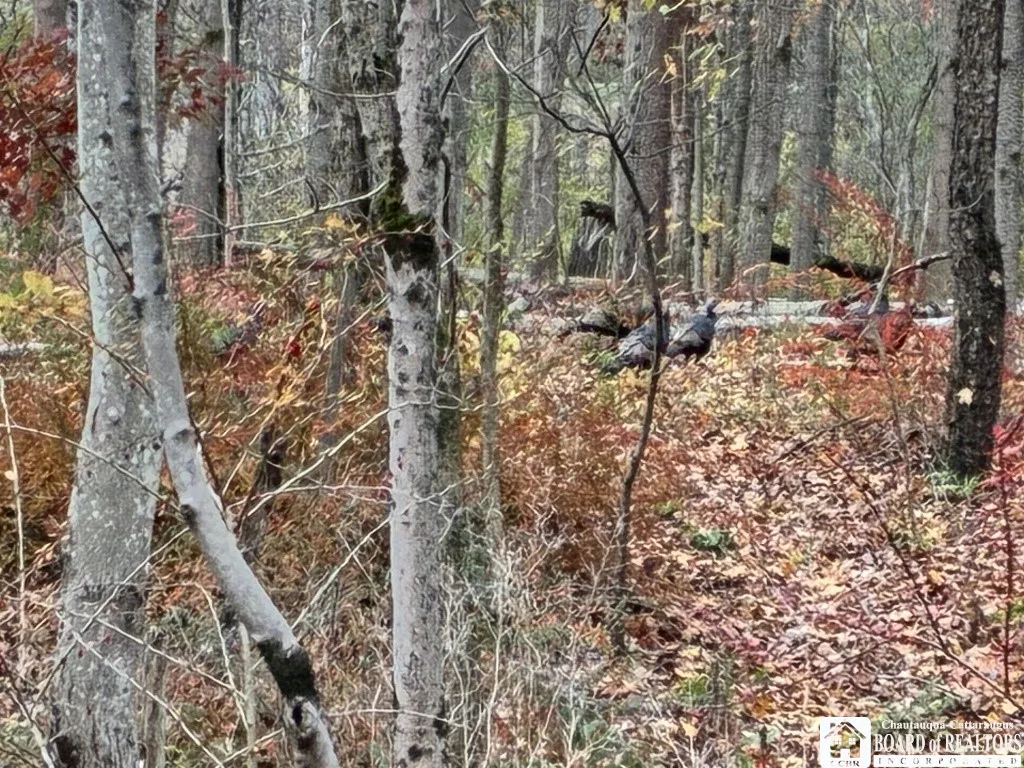 4871 Bayview Road, Ellery, New York 14712, Ellery, New York 14712, 3 Bedrooms Bedrooms, ,2 BathroomsBathrooms,Land,For Sale,4871 Bayview Road, Ellery, New York 14712,0,R1647633