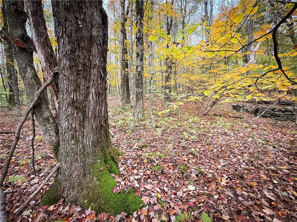 0 Trout Brook Drive, Orwell, New York 13144, Orwell, New York 13144, ,Land,For Sale,0 Trout Brook Drive, Orwell, New York 13144,0,R1647750