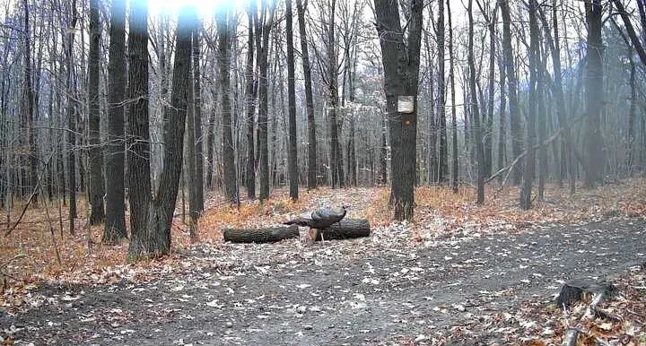 8302 Wesley Road, Richmond, New York 14471, Richmond, New York 14471, ,Land,For Sale,8302 Wesley Road, Richmond, New York 14471,0,R1646997