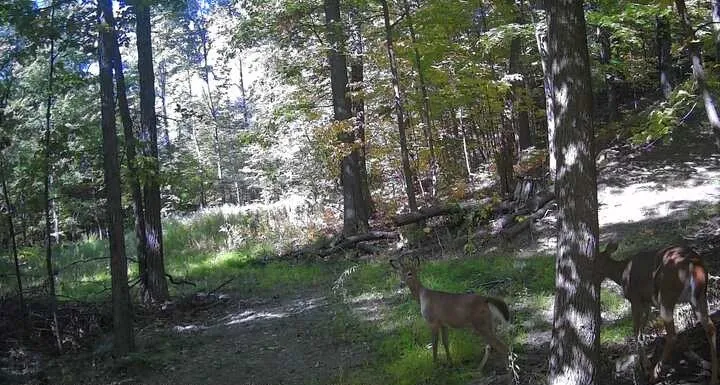 8302 Wesley Road, Richmond, New York 14471, Richmond, New York 14471, ,Land,For Sale,8302 Wesley Road, Richmond, New York 14471,0,R1646997