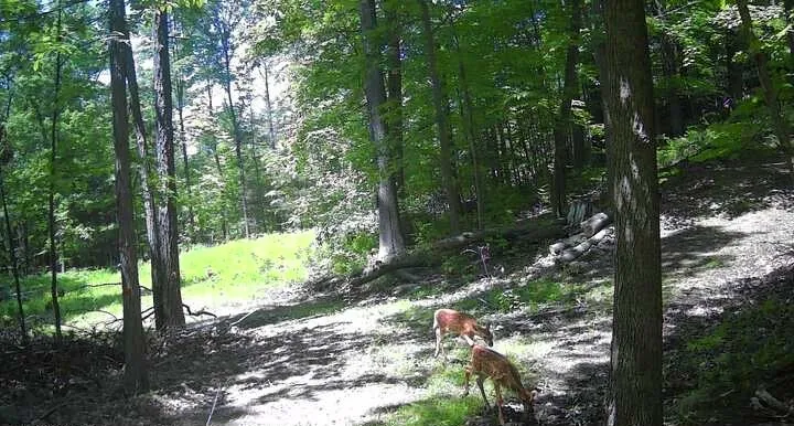 8302 Wesley Road, Richmond, New York 14471, Richmond, New York 14471, ,Land,For Sale,8302 Wesley Road, Richmond, New York 14471,0,R1646997