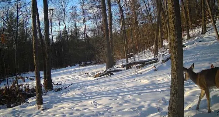 8302 Wesley Road, Richmond, New York 14471, Richmond, New York 14471, ,Land,For Sale,8302 Wesley Road, Richmond, New York 14471,0,R1646997