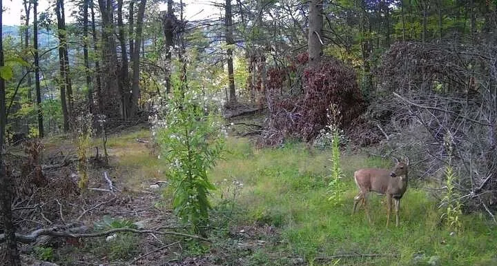 8302 Wesley Road, Richmond, New York 14471, Richmond, New York 14471, ,Land,For Sale,8302 Wesley Road, Richmond, New York 14471,0,R1646997