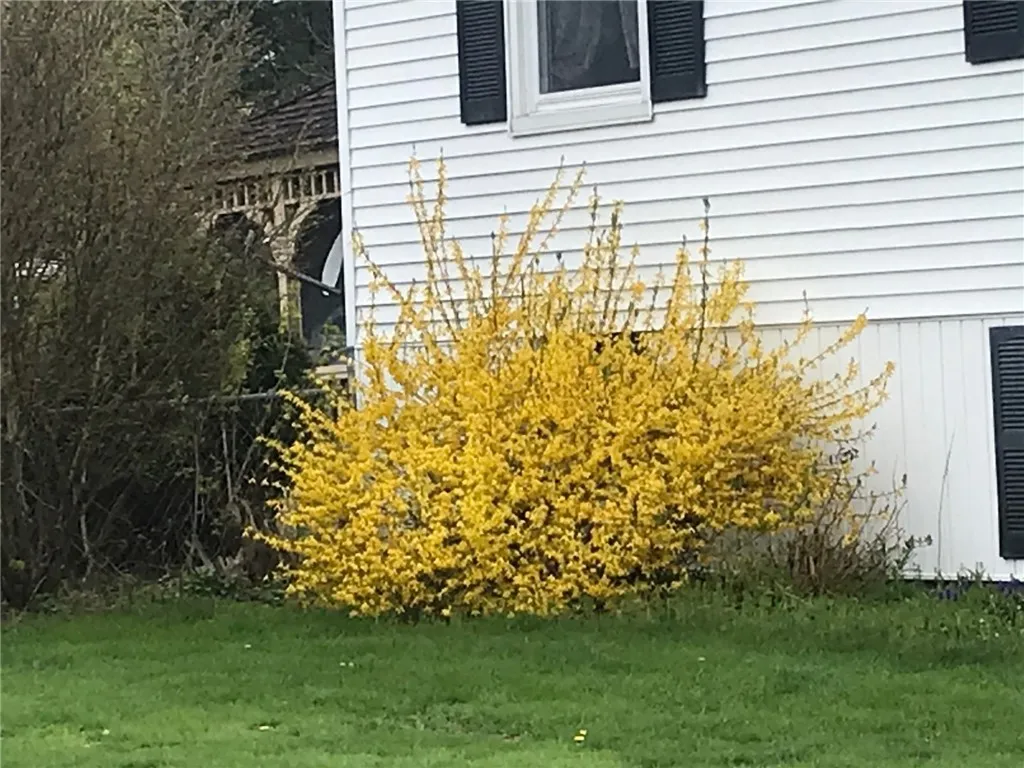 spring time bloom