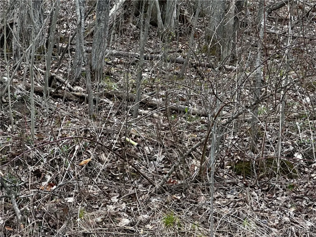 Porter Hollow Road, Great Valley, New York 14741, Great Valley, New York 14741, ,Land,For Sale,Porter Hollow Road, Great Valley, New York 14741,0,B1648051