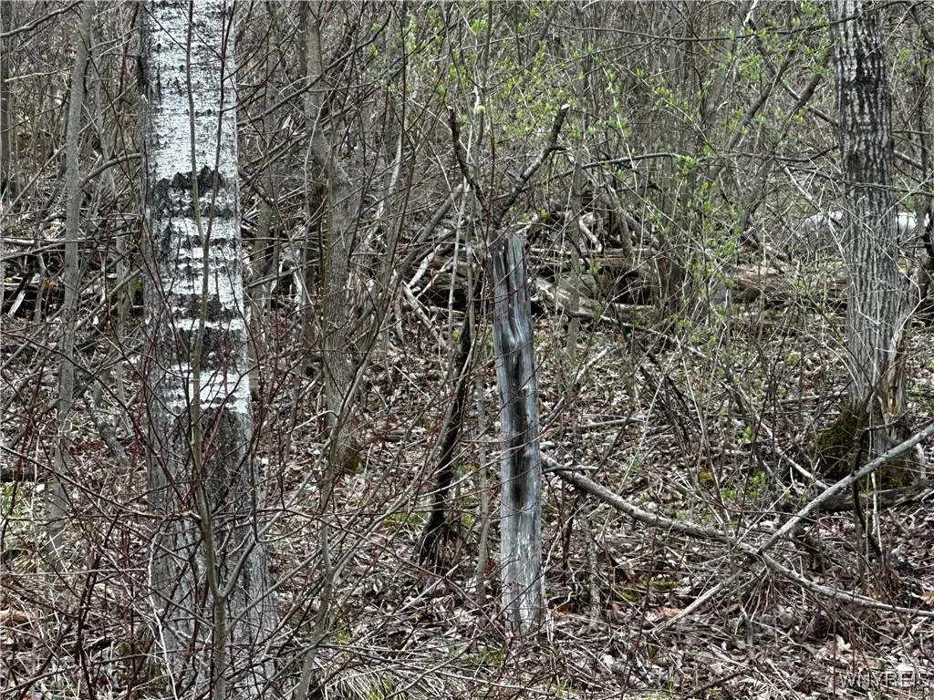 Porter Hollow Road, Great Valley, New York 14741, Great Valley, New York 14741, ,Land,For Sale,Porter Hollow Road, Great Valley, New York 14741,0,B1648051