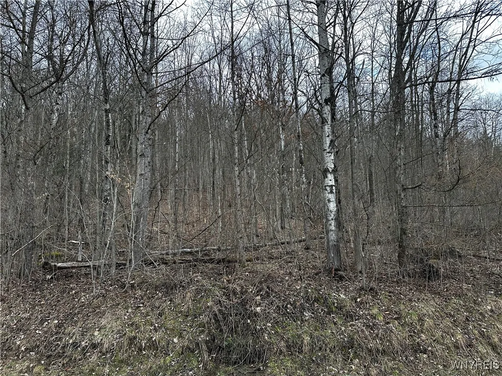 Porter Hollow Road, Great Valley, New York 14741, Great Valley, New York 14741, ,Land,For Sale,Porter Hollow Road, Great Valley, New York 14741,0,B1648051